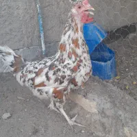 مرغ