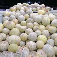 مگسی نیشابور