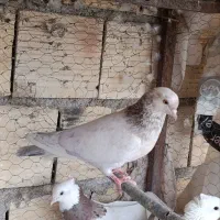کفتر پرشی|پرنده|حمیدیا, |دیوار