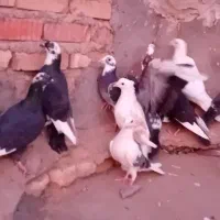 ۲۰کبوتر|پرنده|شیراز, بازار|دیوار
