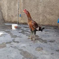 مرغ و خروس لاری