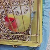 طوطی برزیلی|پرنده|سنندج, |دیوار