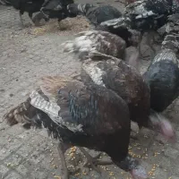 بوقلمون ارگانیک|حیوانات مزرعه|اهر, |دیوار