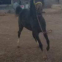 کره مادیون مشگی|اسب و تجهیزات اسب‌سواری|بوئین زهرا, |دیوار