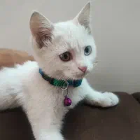 گربه چشم دو رنگ واگذاری|گربه|شیراز, پودنک|دیوار