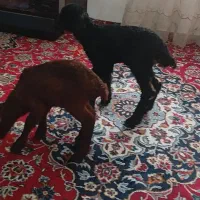 بره شیری بشرط سالم