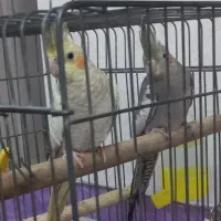 عروس هلندی نرو ماده