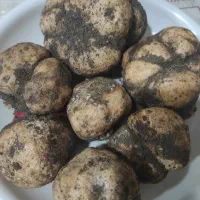 دنبالان سیبزمینی وحشی