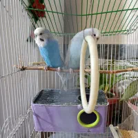 مرغ عشق انگلیسی|پرنده|سقز, |دیوار