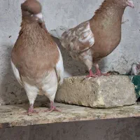 کله زرد