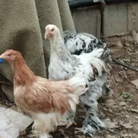 فروش مرغ برهما،محلی ،گلین ،برهما
