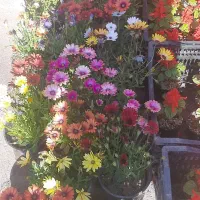 امور باغبانی فضای سبز،ابیاری قطره ای از صفر تا صد|خدمات باغبانی و درختکاری|تهران, ولنجک|دیوار