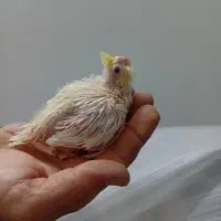 جوجه عروس هلندی