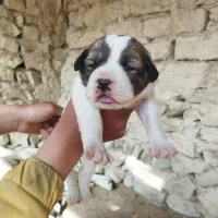 توله سگ آلابای اصیل