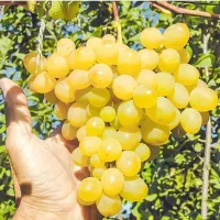 تبلیغ نهال|خدمات باغبانی و درختکاری|مشهد, هفده شهریور|دیوار