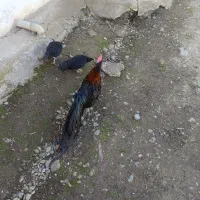 تخم مرغ فونیکس|حیوانات مزرعه|شفت, |دیوار