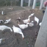 غوغازدورگه نرموجوداست|حیوانات مزرعه|آستانه اشرفیه, |دیوار