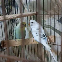 دوعدد مرغ عشق