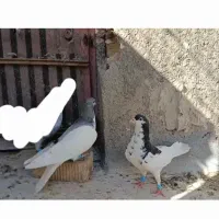 یال شهری گلدار جنگی|پرنده|شیراز, ترمینال باربری|دیوار