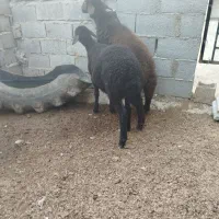 دوتا توقلی ماده زیر قوچی اصل افشاری