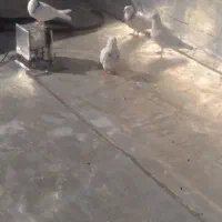 فروش ۴ عدد کبوتر