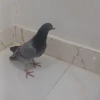 کفتر|پرنده|تربت جام, اسماعیل آباد|دیوار