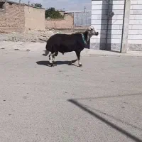 قوچ