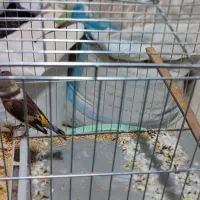 سهره قناری|پرنده|بانه, |دیوار