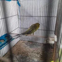 قناری رسمی بلند ماده  بفروش میرسد