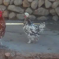 سلام فروش مرغ وخروس خارجی توضیحات پایین