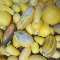 کدو برای دام