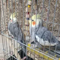 عروس هلندی
