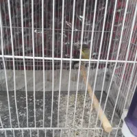 قناری نر و ماده|پرنده|نیشابور, منظر|دیوار