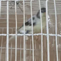 قناری ماده ابلق مست اماده