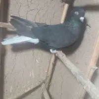 کبوتر|پرنده|اسفرورین, |دیوار