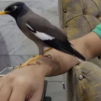 مرغ مینا سخنگو