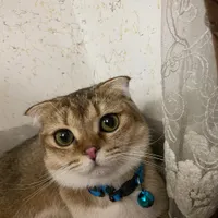 اسکاتیش