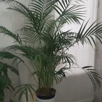 گلهای خاص و سایز بزرگ مخصوص آپارتمانهای لاکچری