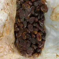 خرما کبکاب پشت کوه