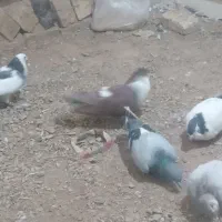 کبوتر|پرنده|تربت‌حیدریه, بالا ولایت|دیوار