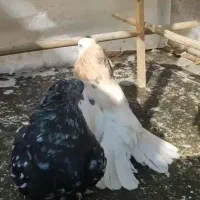کبوتر هفترنگ