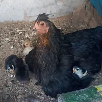 جوجه گلین زیرمرغی