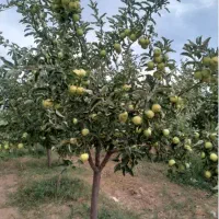 فروش نهال سیب ۲ ساله