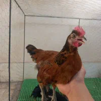 جوجه مرغ و خروس محلی درجه 1