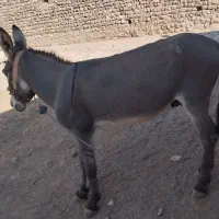 خر رزنگ و سر حال  مو پر هم هست