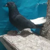 سیاه دم سفید نر