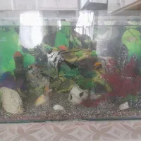 اکواریوم با ماهی