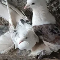 پشتدار پرپا زینتی