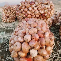 پیاز محلی بلبان آباد ۷تن|عمدهفروشی|موچش, |دیوار