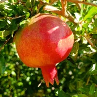 9 هزار متر باغ انگور و بادام منطقه بیلوار